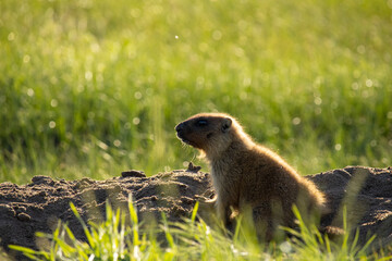 Naklejka na ściany i meble Little marmot on the sand against the background of grass