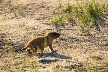 Little groundhog on the sand