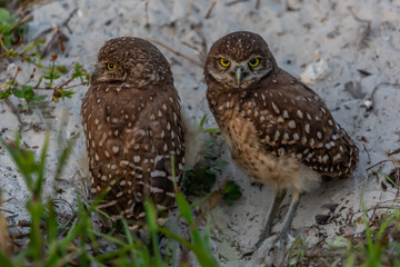 Burrowing Owl