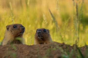 Two groundhogs on a background of grass