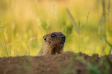 Wild marmot on the background of grass