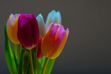 bouquet of tulips on a black background with space for text