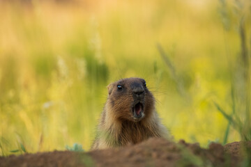 Wild marmot on the background of grass