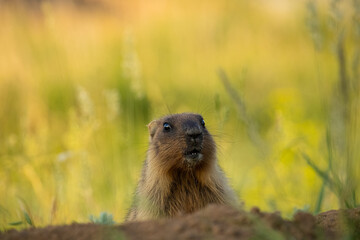 Naklejka na ściany i meble Wild marmot on the background of grass