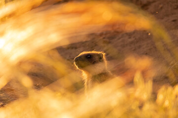 Wild marmot on the background of grass