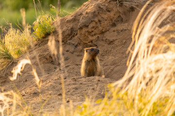 Wild marmot stands on the sand
