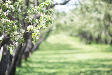 Blossoming apple orchard, on a summer day, in sunny weather