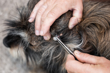 The owner removes an ixodid tick from the skin of a shaggy dog with tweezers. Parasites on animals...