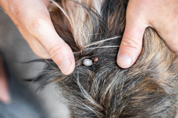 Ixodid ticks on the skin of a shaggy dog. The owner spreads the dog's coat to remove parasites.