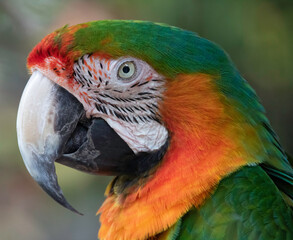 Just Another Parrot Head