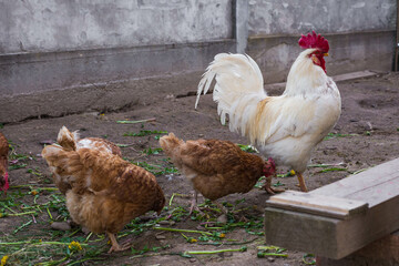 chickens and roosters walk free-range and peck grass on rural countryside. Poultry farming and home farm. Organic antibiotic hormone free farming poultry Concept