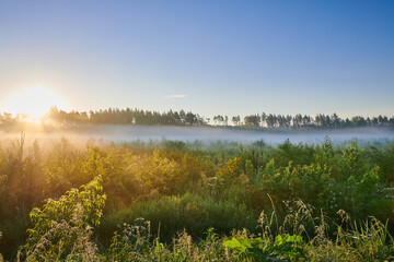 Summer colorful sunrise over the meadow with fog and dew on the grass. Meadow lush grass in morning...