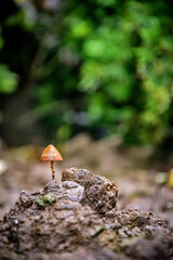 single in the forest