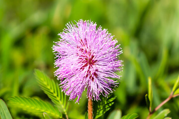 flower of a thistle