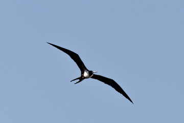 flying bird in the sky