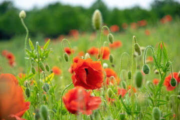 Obraz premium Blooming red poppies and sunny summer meadow