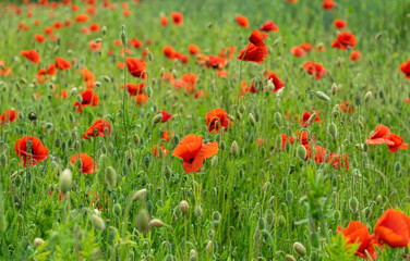 Blooming red poppies and sunny summer meadow