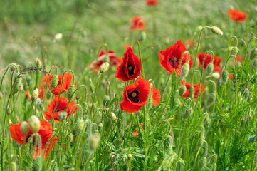 Fototapeta premium Blooming red poppies and sunny summer meadow