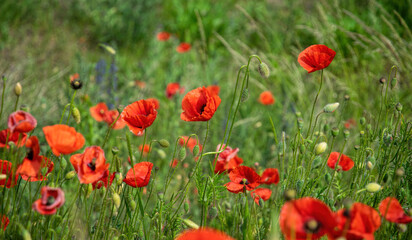 Fototapeta na wymiar Blooming red poppies and sunny summer meadow