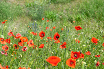 Naklejka premium Blooming red poppies and sunny summer meadow