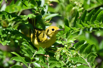 Yellow Warbler bird sits perched in a tree