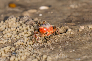 crab on the sand