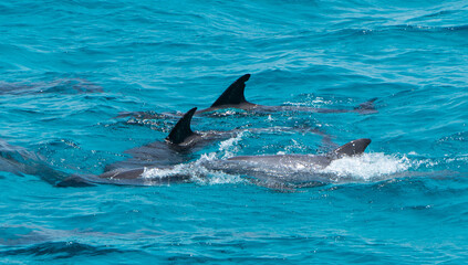 Dolphins swimming in the open water in the red sea in Egypt