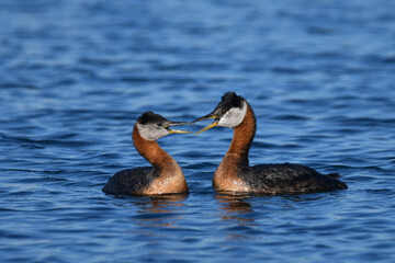 Two Red-neck Grebes ducks on lake calling out to each other during spring mating season