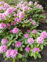 pink hydrangea flowers