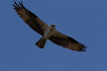 Osprey soring