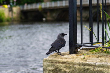 crow on the beach
