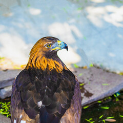 Bird of prey. Golden eagle with attentive watchful eye