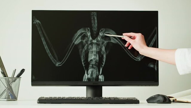 Doctor veterinarian examining bird skeleton roentgen on computer monitor. Woman vet analyzing animal, avian bones x-ray close-up. Healthcare and medicine concept.