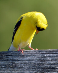 Goldfinch perched on a fence