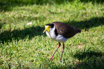 Australian Masked Lapwing (Vanellus miles)