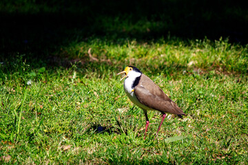 Australian Masked Lapwing (Vanellus miles)