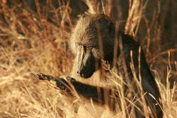 Chacma baboon inspecting its nails, Kruger National Park, South Africa