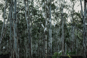 Group of sulphur crested cockatoos in Australian bush garden setting with tall gum trees