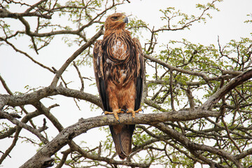 Tawny Eagle with full crop, Kruger National Park, South Africa 