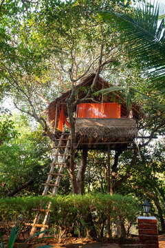 tree room with stairs  of  Goa or Kerala or Karnataka states