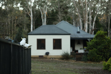 Suplhur Crested Cockatoos Australian native bird sitting on backyard pool fence
