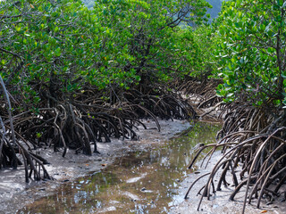マングローブ