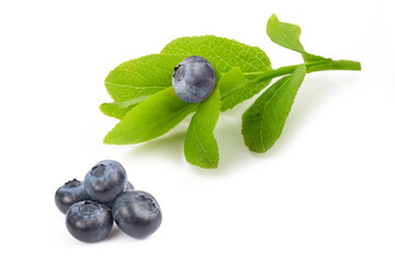 Blueberry sprig with fruits - obrazy, fototapety, plakaty