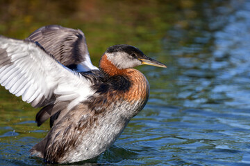 Red-necked Grebe bird stretches its wings