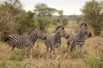 Fototapeta na wymiar Plains Zebra, Kruger National Park, South Africa
