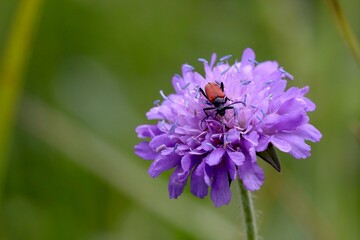 bee on a flower