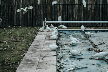 Group of cockatoos gathering on covered backyard swimming pool in winter