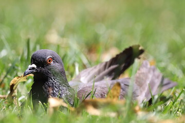 pigeon on grass very closeup