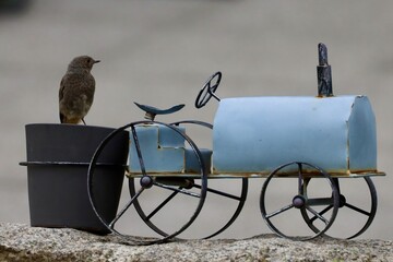 bird on a fence with a metal decoration car