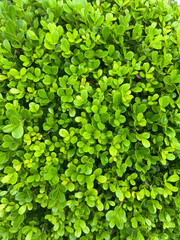 Fototapeta na wymiar Green small leaf. Tropical young green plant as background. Green mint plants in growth at field.